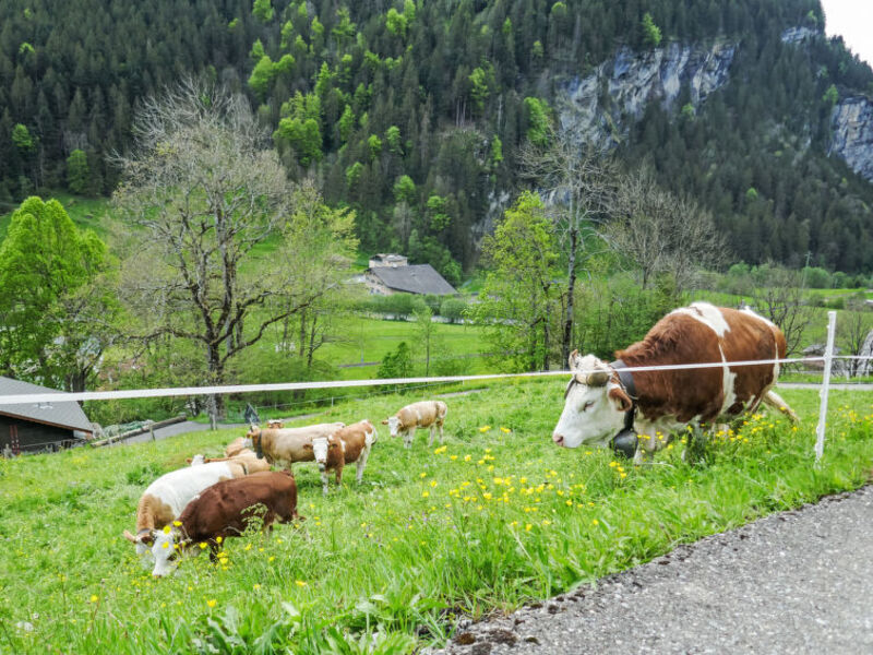 Auf dem Vogelstein