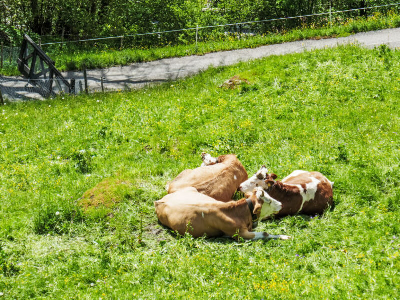 Auf dem Vogelstein