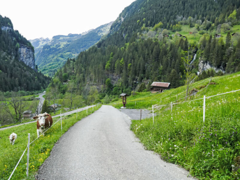 Auf dem Vogelstein