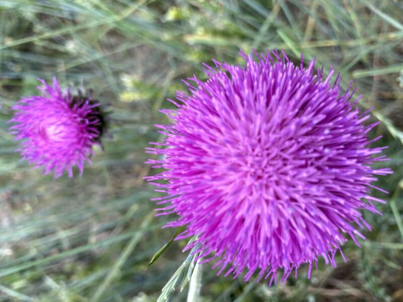 Fazi (Edelweiss)