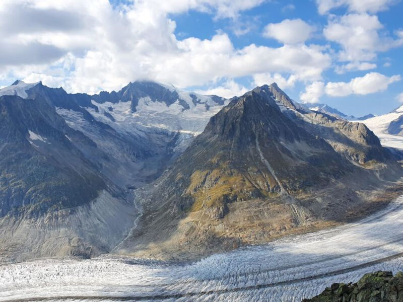 Fazi (Edelweiss)