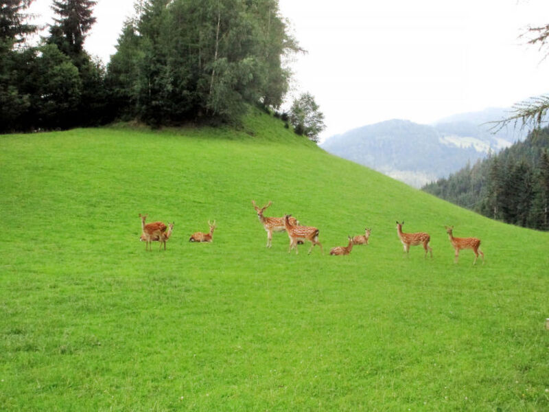 Ferienwohnung Wildblick (RST120)