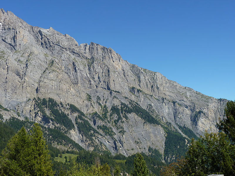 Les Bouleaux